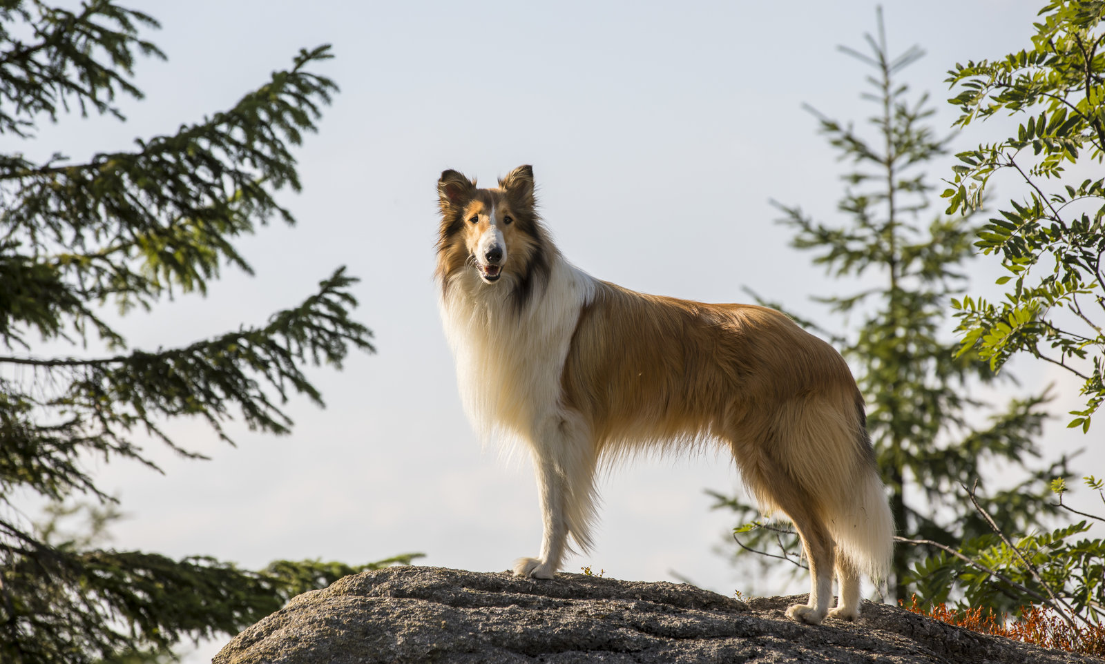 Lassie - Eine abenteuerliche Reise (blu-ray)