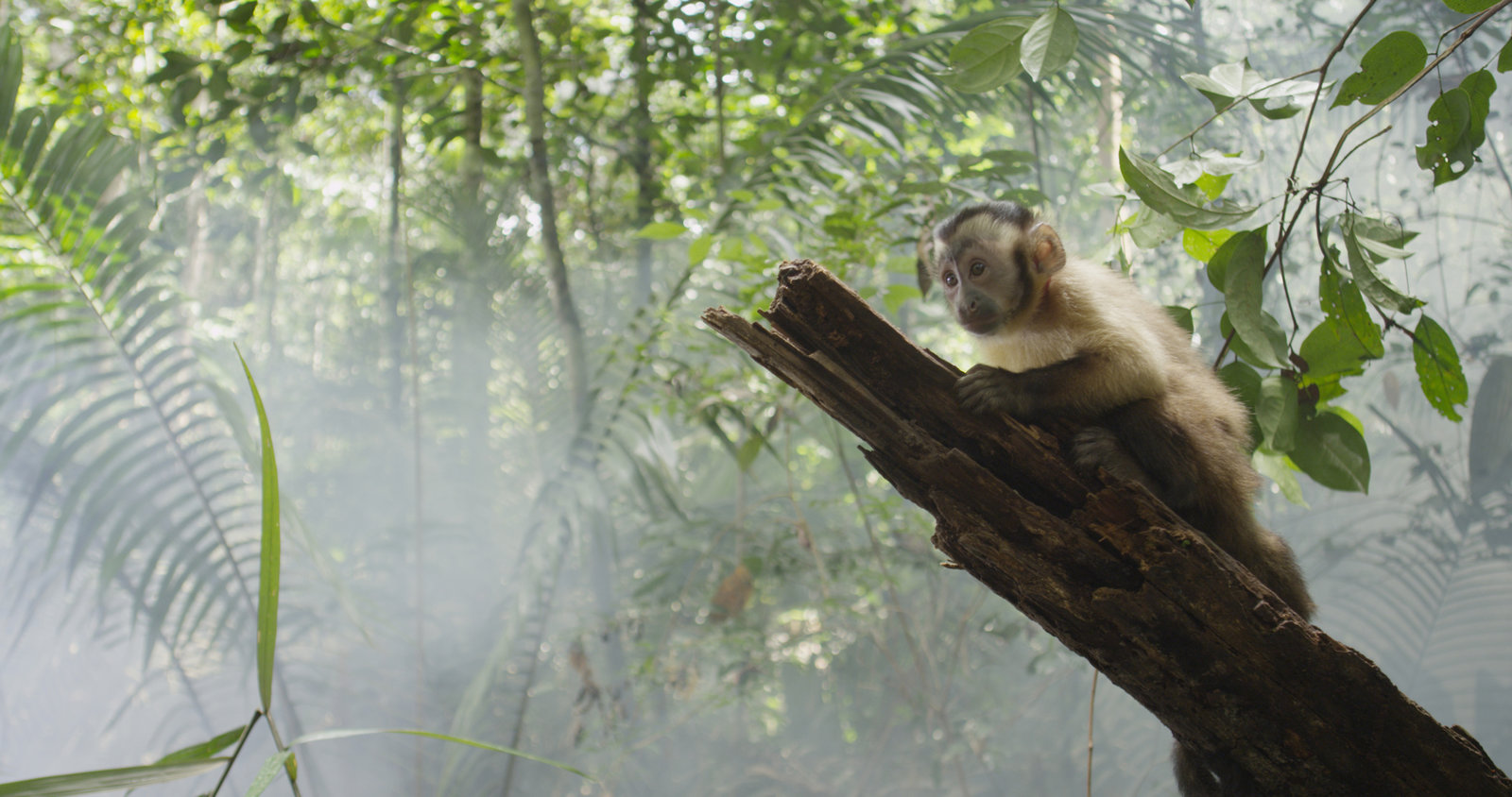 Amazonia - Abenteuer im Regenwald  (DVD)
