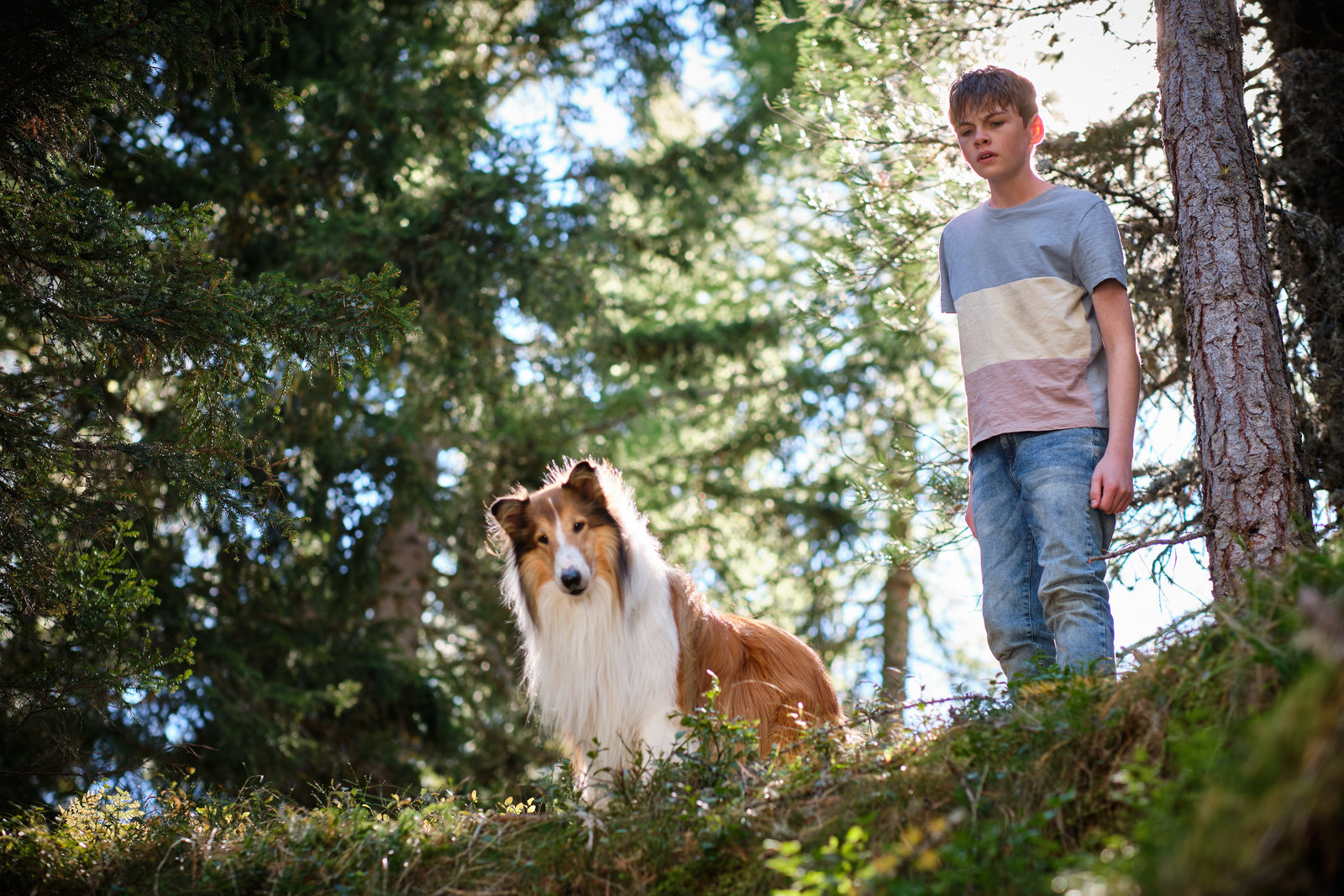 Lassie - Ein neues Abenteuer  (Blu-ray Disc)