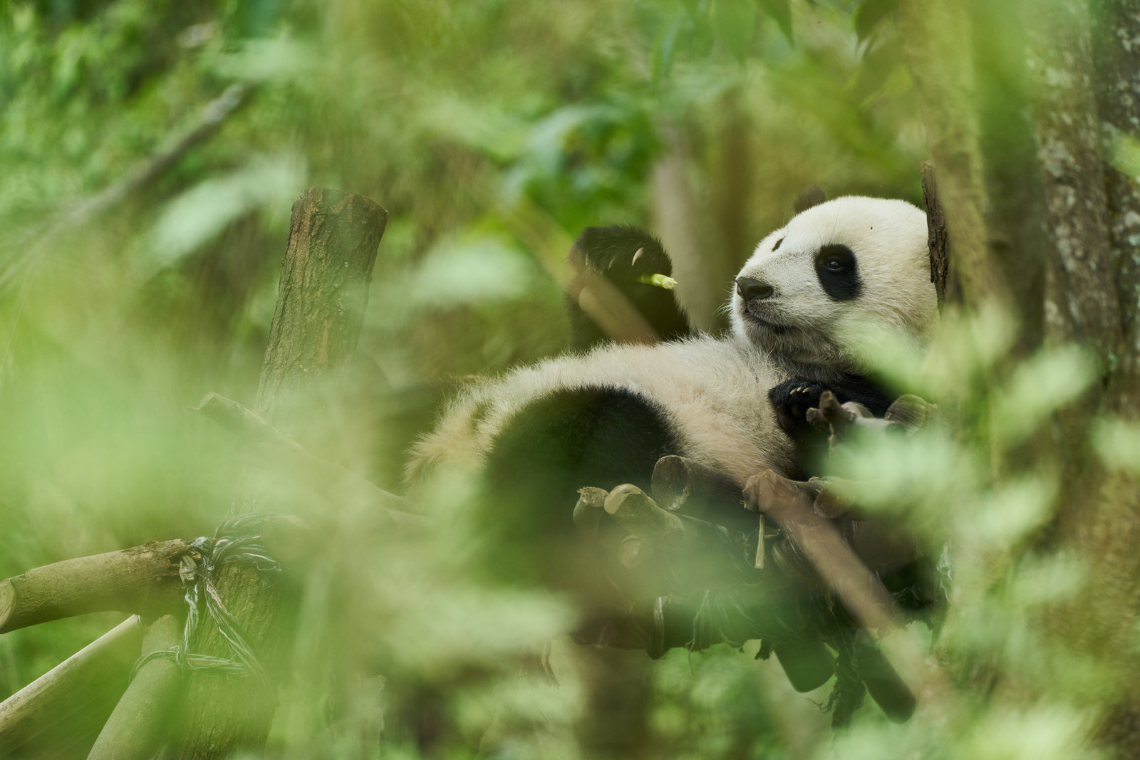 Moon - Der Panda  (DVD) Moon - Der Panda  (DVD)