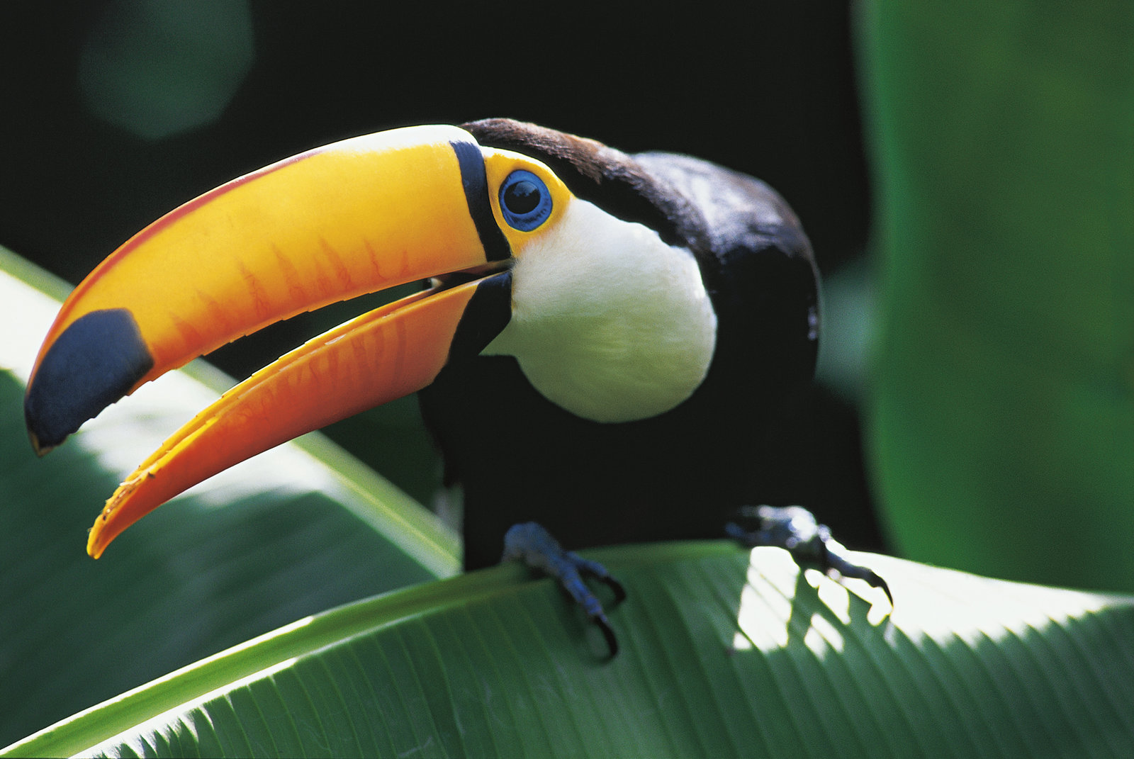 Amazonia - Abenteuer im Regenwald  (DVD)