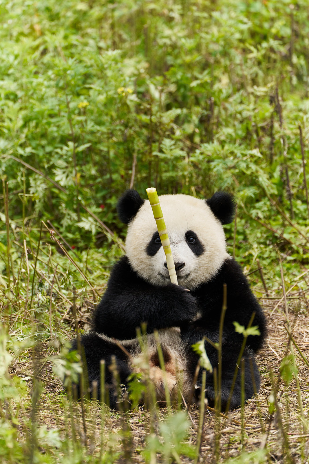 Moon - Der Panda  (DVD)