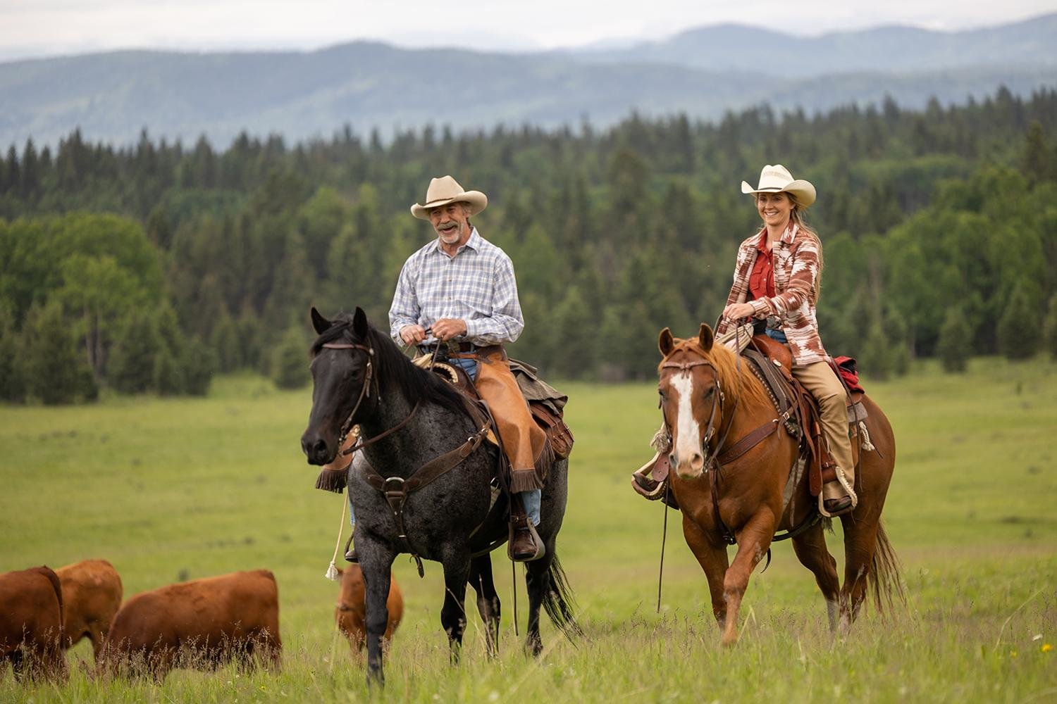 Heartland - Paradies für Pferde - Staffel 16  [4 DVDs]  (DVD)