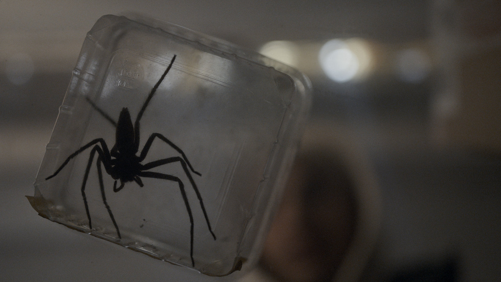 Spiders - Ihr Biss ist der Tod  (Blu-ray Disc)