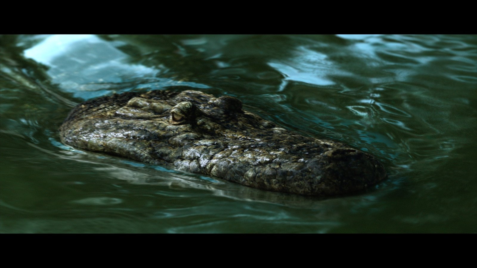 The Bayou  (DVD) The Bayou  (DVD)