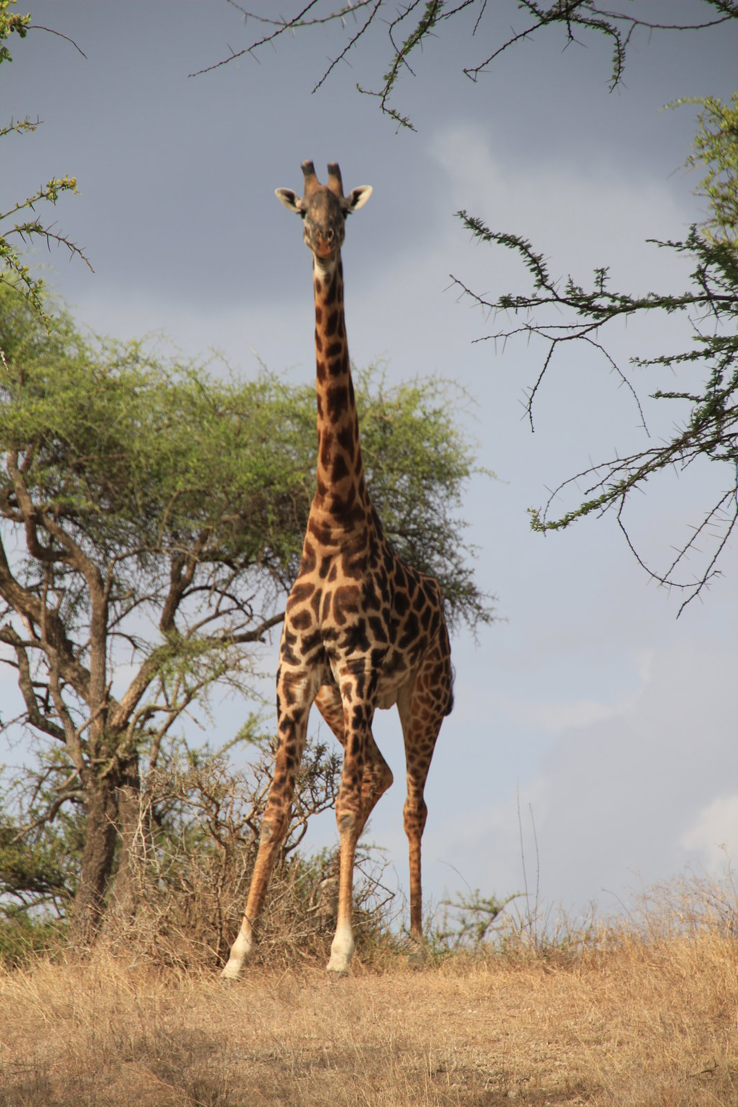 African Safari  (DVD)