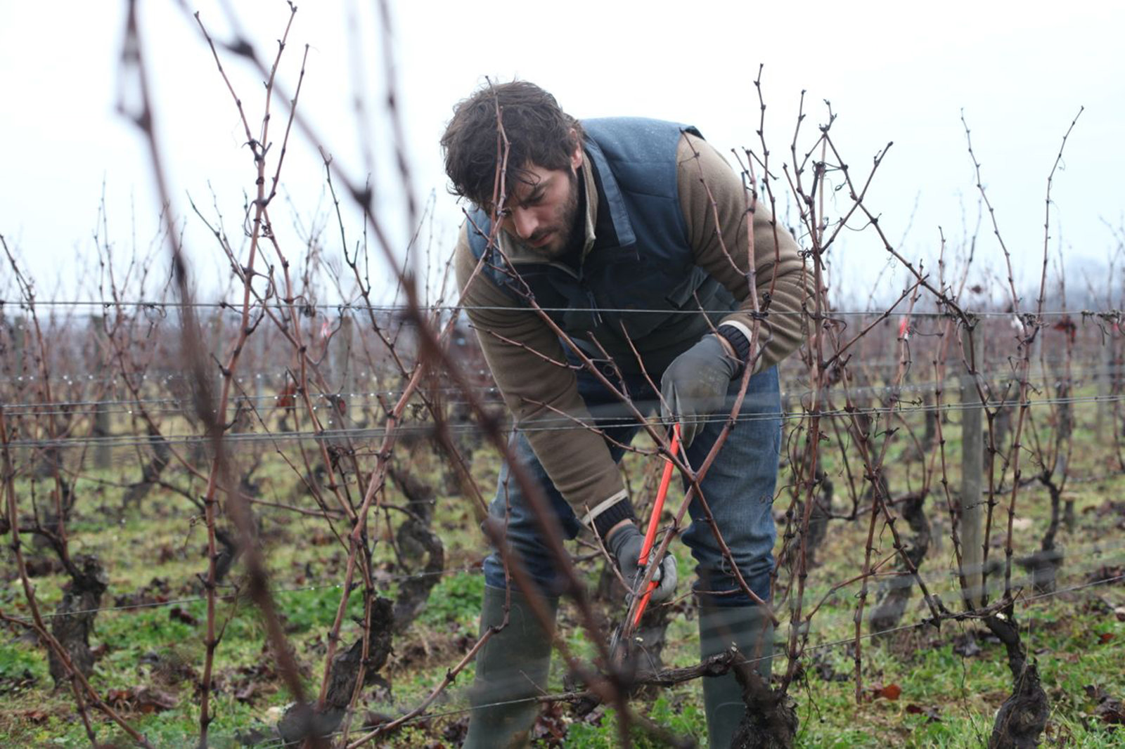 Der Wein und der Wind  (DVD)