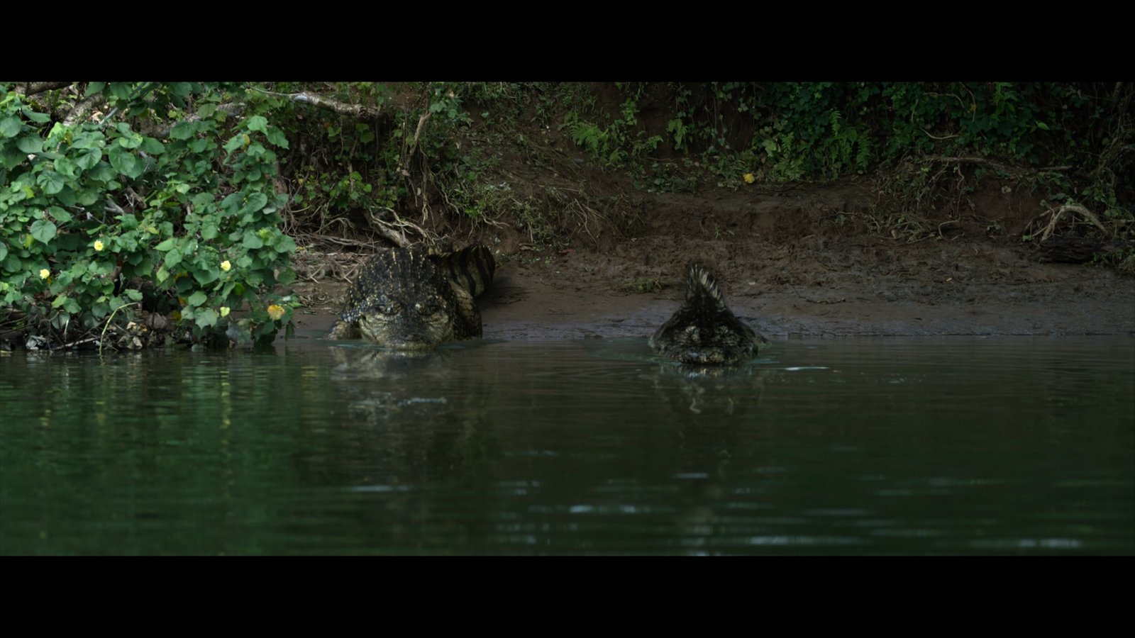 The Bayou  (DVD) The Bayou  (DVD)