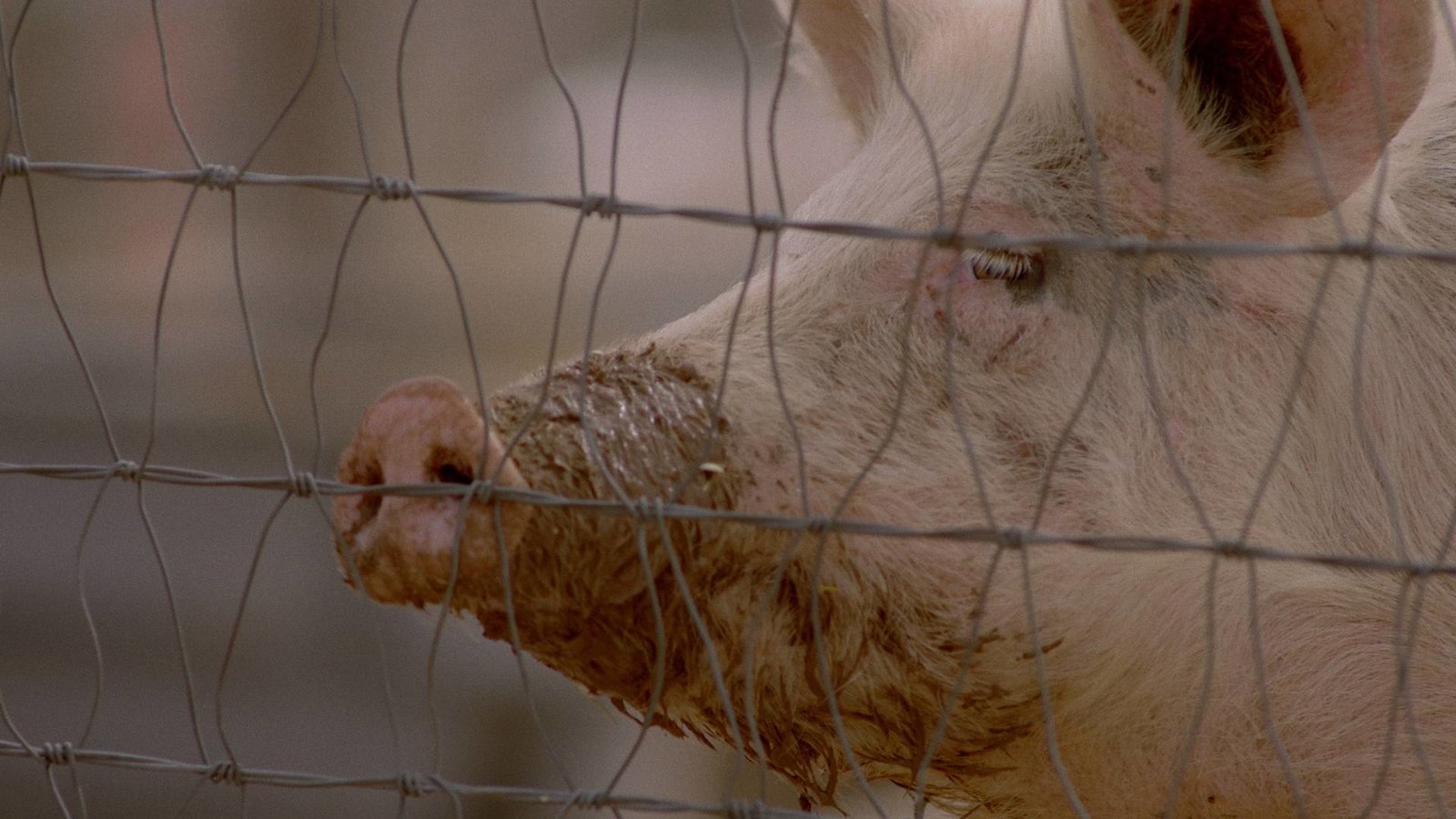 Squealer - The Serial Killer  (Blu-ray Disc)