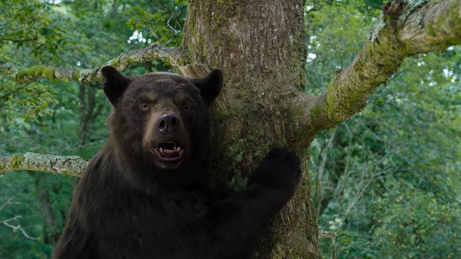 Cocaine Bear - Uncut Mediabook Edition  (4K Ultra HD+blu-ray) (A)