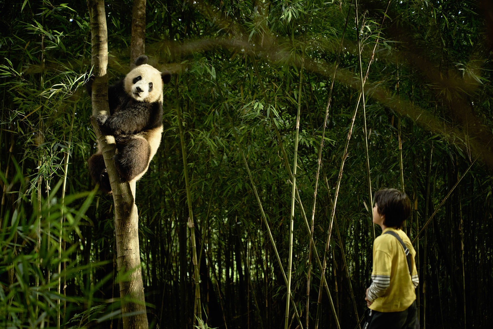Moon - Der Panda  (DVD)