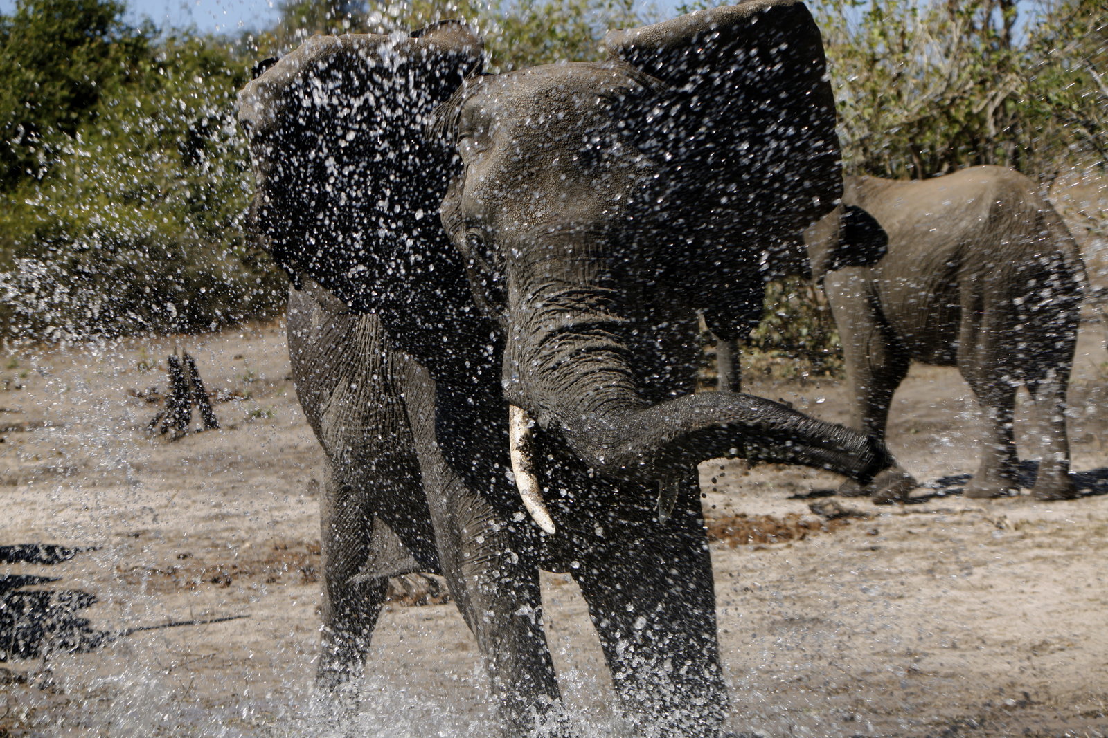 African Safari  (DVD)