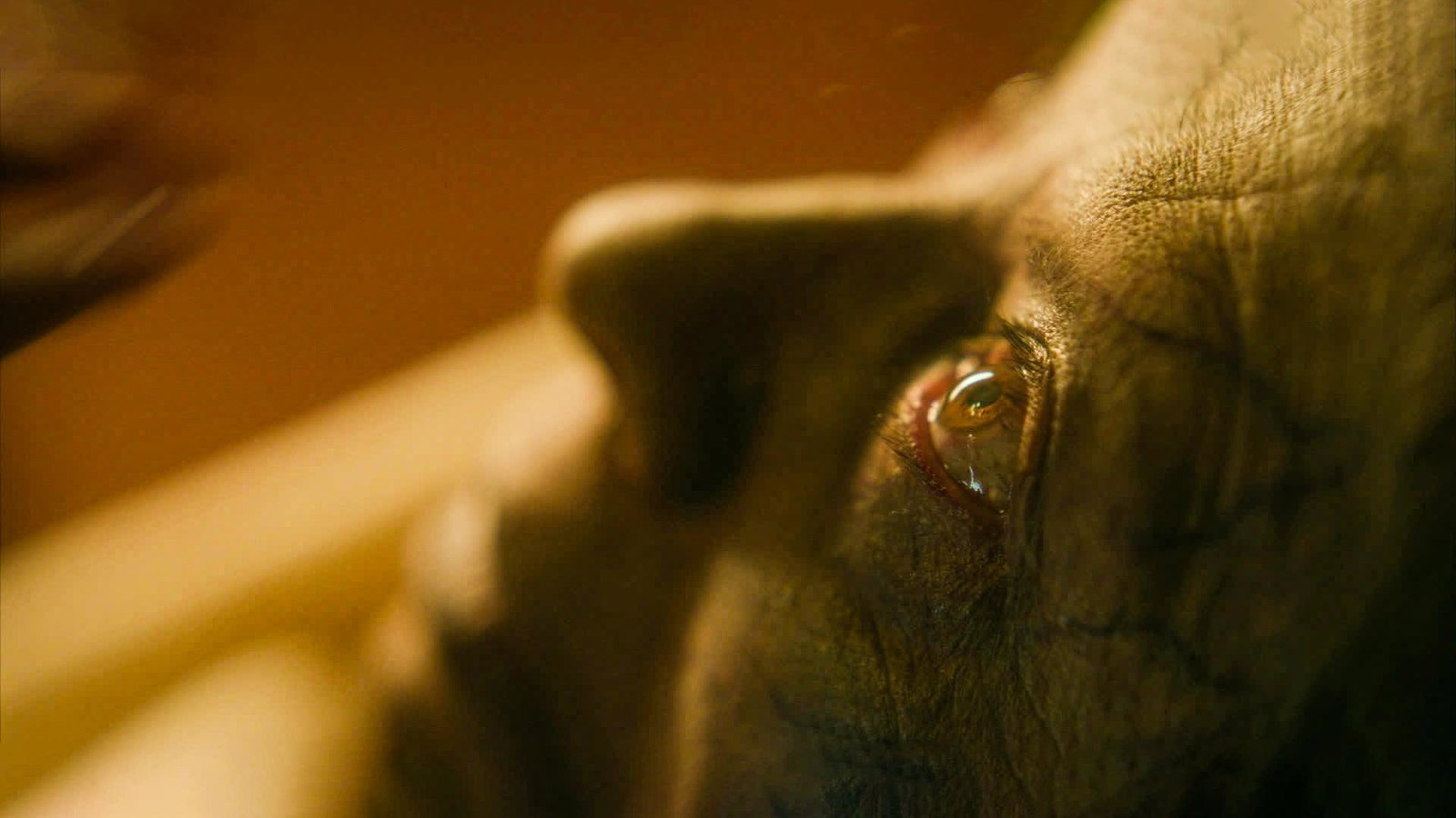 Rosario  (Blu-ray Disc)