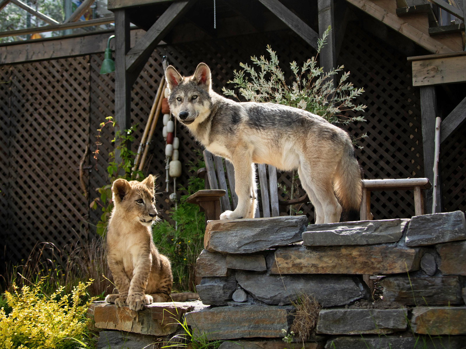 Wolf und der Löwe, Der