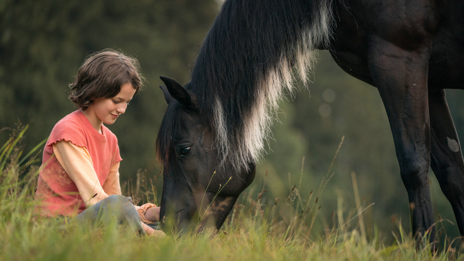 Ostwind - Aris Ankunft  (DVD)