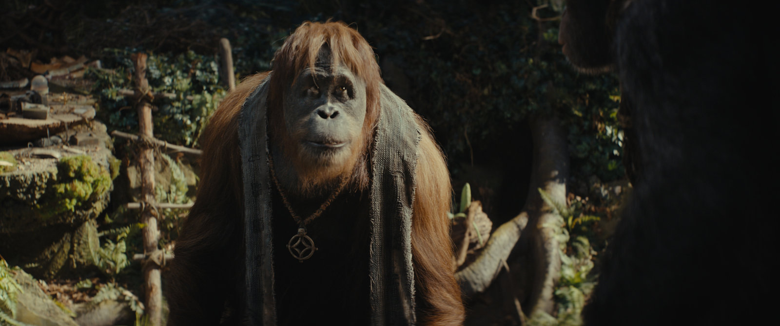 Planet der Affen - New Kingdom  (4K Ultra HD) (+ Blu-ray)  Planet der Affen - New Kingdom  (4K Ultra HD) (+ Blu-ray)