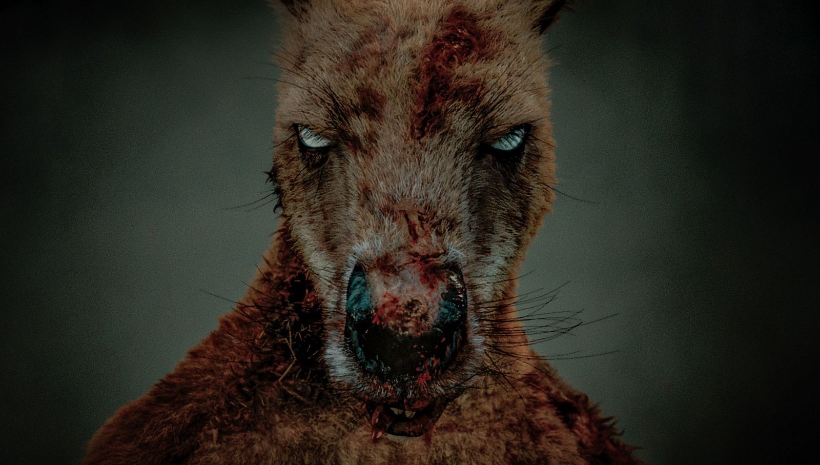 Rippy - Das Killerkänguru  (DVD)