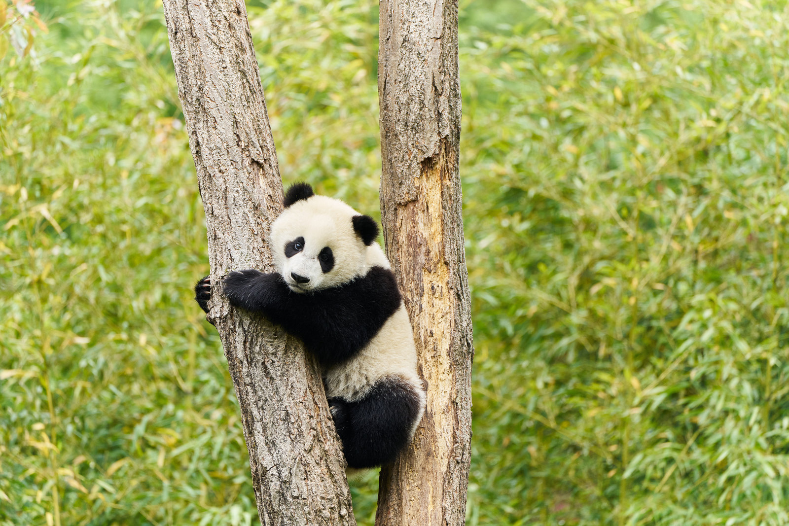 Moon - Der Panda  (DVD)