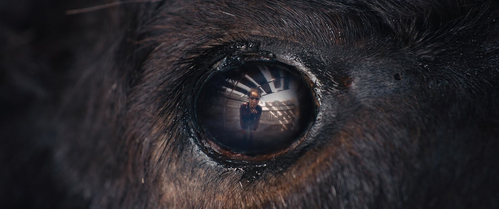 Animale - Uncut Mediabook Edition  (4K Ultra HD+blu-ray)