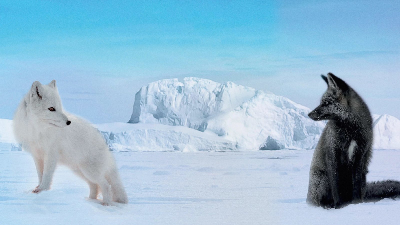 Die Abenteuer von Kina & Yuk - Zwei Polarfüchse entdecken die Welt  (DVD)