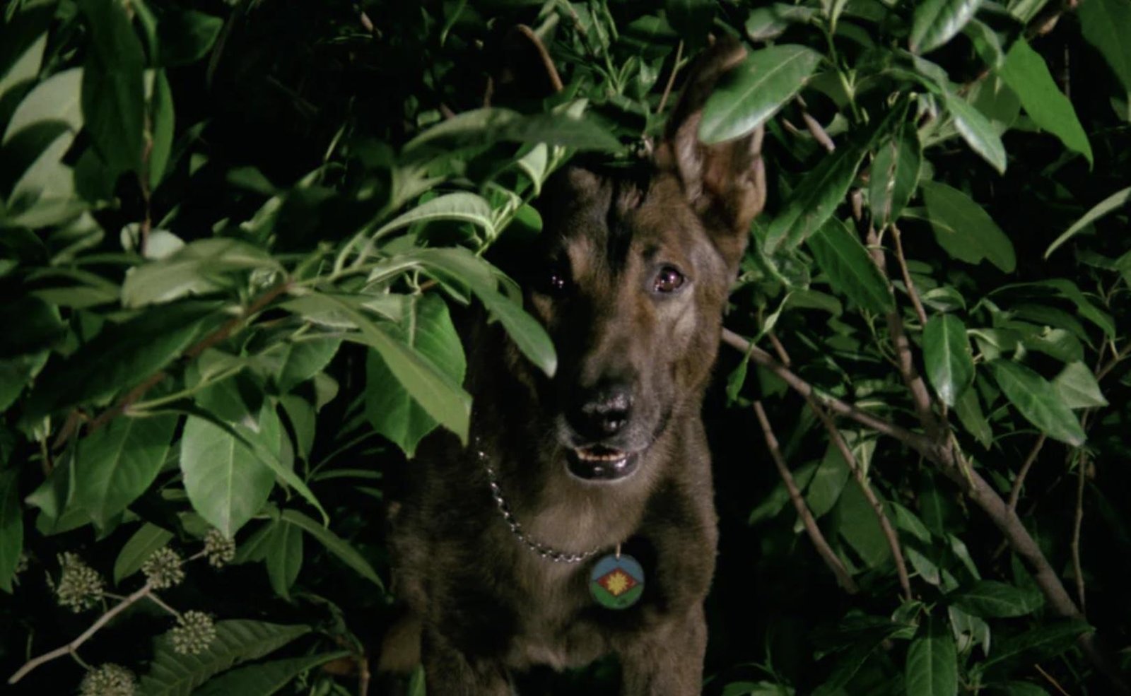 The Dog - Zähne des Teufels  (blu-ray)