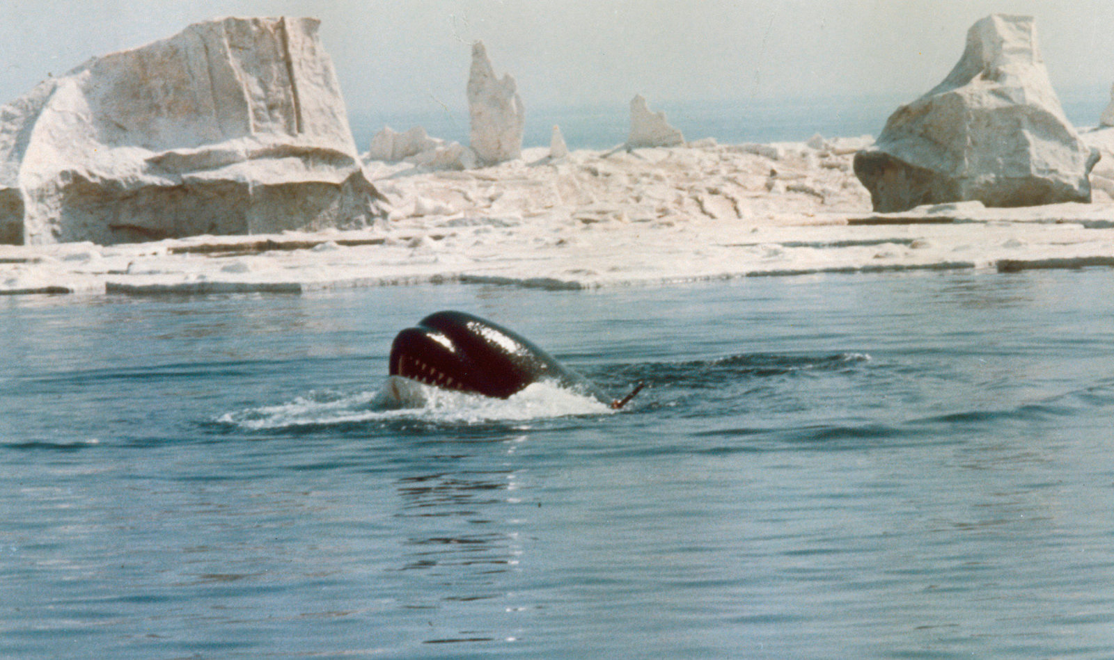 Orca, der Killerwal (blu-ray)