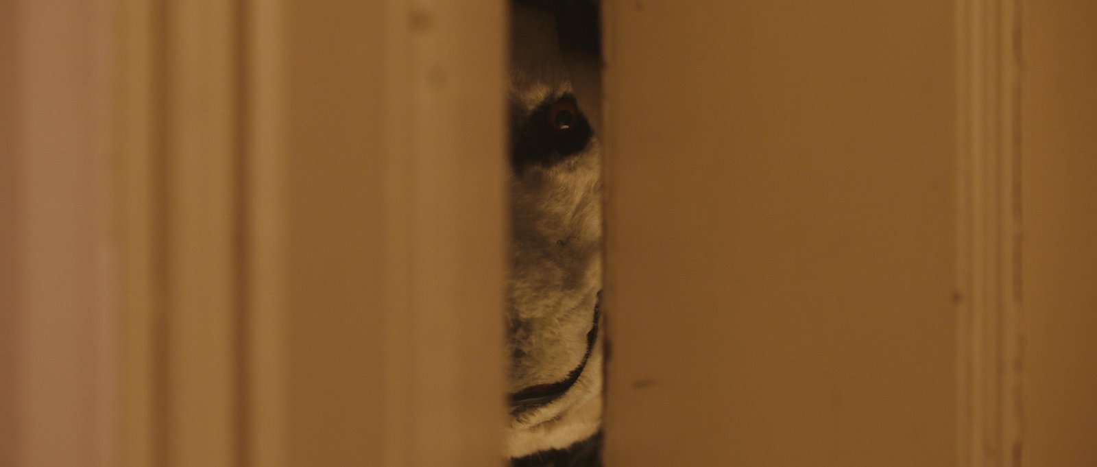 Good Boy  (DVD)