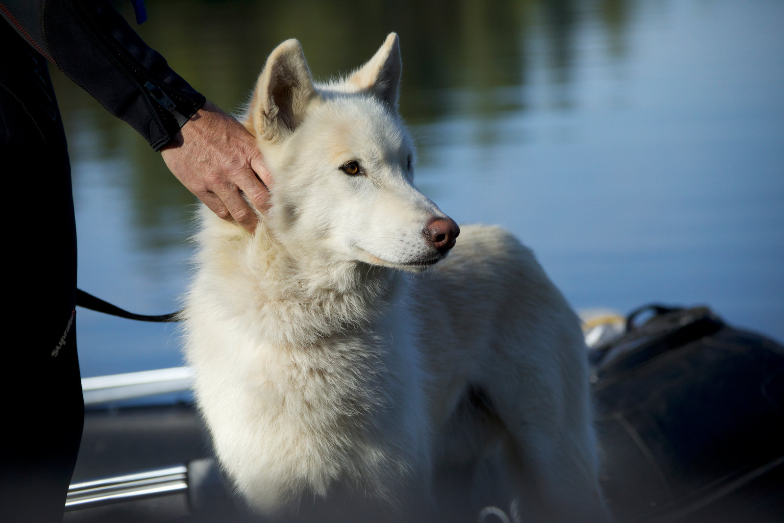 Wolf und der Löwe, Der