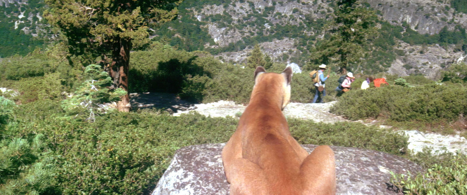 Day of the Animals - Panik in der Sierra Nova  (Blu-ray Disc)