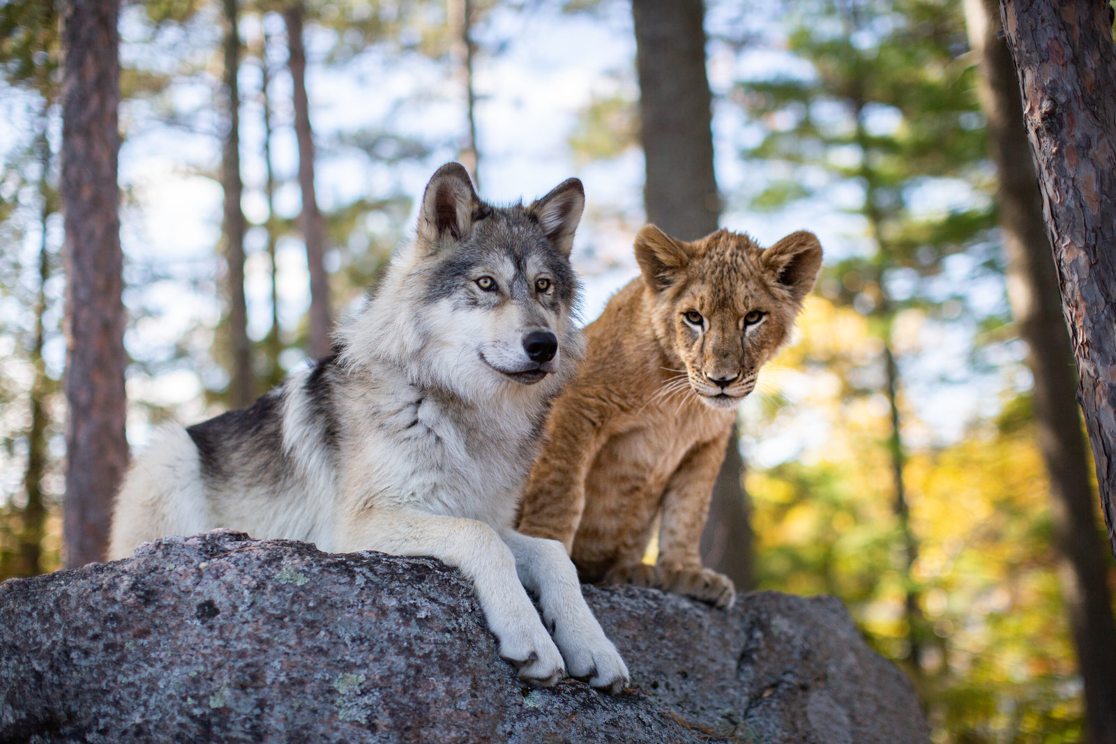 Wolf und der Löwe, Der (blu-ray)