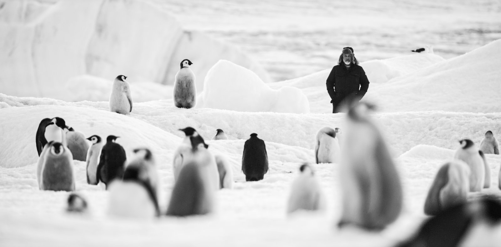 Rückkehr zum Land der Pinguine  (DVD)