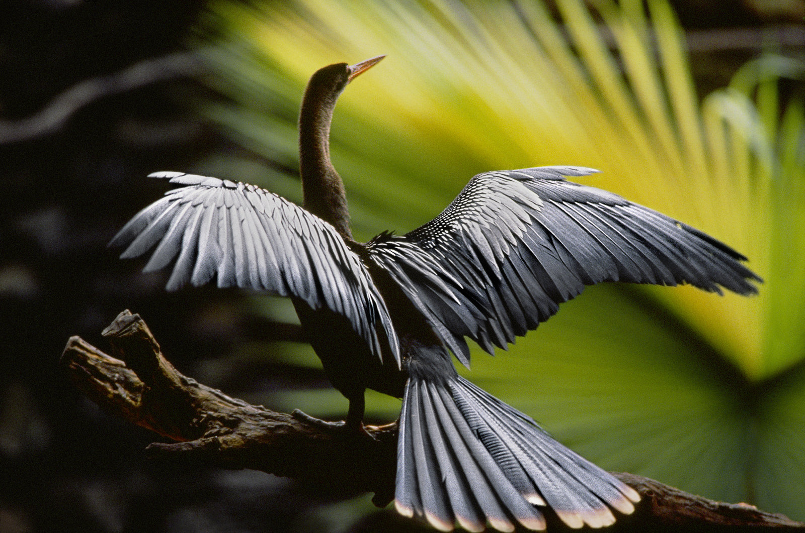Amazonia - Abenteuer im Regenwald  (DVD)