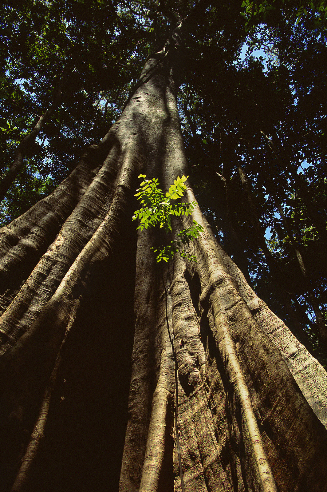 Amazonia - Abenteuer im Regenwald  (DVD)